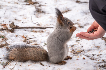 Squirrel eats nuts from a man's hand. Caring for animals in winter or autumn.
