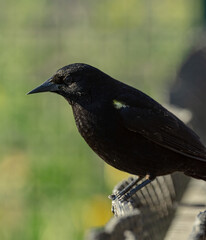 Aves parque nido comiendo sol