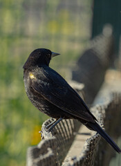 Aves parque nido comiendo sol