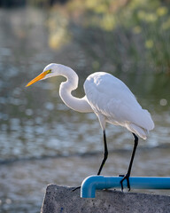 Obraz premium Cisnes 