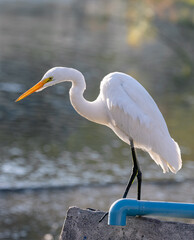 Cisnes 