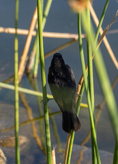 Aves parque nido comiendo sol