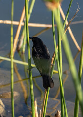 Aves parque nido comiendo sol