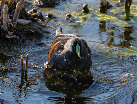 duck water day bird sun