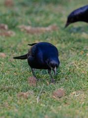 Aves parque nido comiendo sol