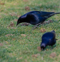 Aves parque nido comiendo sol