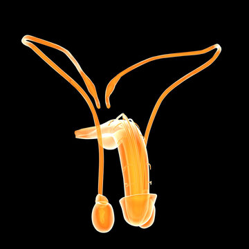 The human penis is an external male intromittent organ that additionally serves as the urinal duct.  The main parts are radix, corpus, and the epithelium of the penis including the shaft skin.