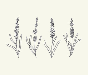 Hand drawn lavender flowers collection © Maria