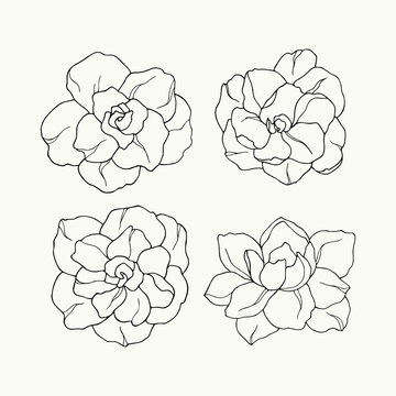 Set of line art gardenia flowers