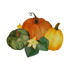 Postcard with watercolor pumpkins. Autumn still life of vegetables on a white background. Isolated objects.
