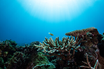 珊瑚に住むテングカワハギ