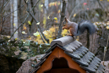 A squirrel clicks pine nuts on a stone. Brown squirrel near the feeder in the forest. Animals in the national park.