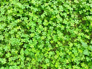Fototapeta premium Centella asiatica that grows on moist soil, clumps together and is abundant. Herbs to cure bruises in.