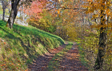 path covering with falled leaf crossing alpine forest in autumn