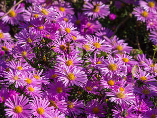 Fototapeta premium A flowering aster bush in the rays of the setting sun. The honey bee pollinates lilac-pink aster flowers of the autumn garden. Floral background. Purple Christmas daisies bloom in autumn