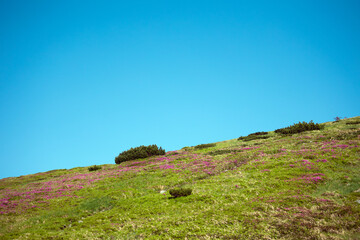 Fototapeta na wymiar Meadow in a mountain valley, beautiful mountain landscape