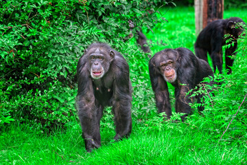 Closeup of chimpanzees in a zoo covered in greenery