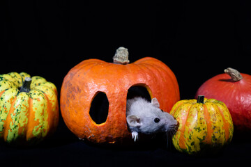 A gray rat looking out of an eye of a carved orange pumpkin; halloween pumpkins with a mouse on...