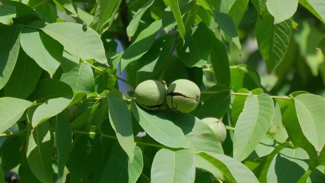Ripe walnut growing on a tree close up. Walnuts on the branch. Nuts on the tree. Ripe nuts, selective focus