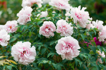 Fototapeta premium Peony