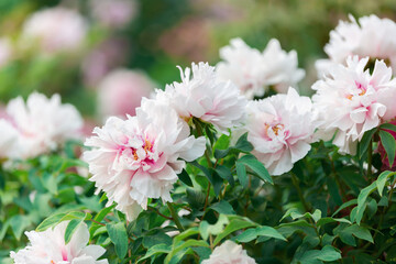 Peony