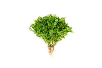 Fresh coriander leaves white background