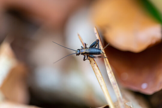 Orthoptera Bilder Durchsuchen 11,930 Archivfotos, und
