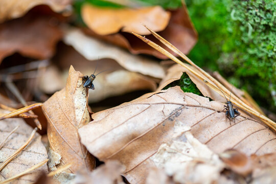 Two black crickets sitting on dry leaves in the forest.