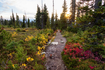 Hiking trail outdoors in Canadian nature. Sunny Sunset Fall Season. Taken in Garibaldi Provincial...
