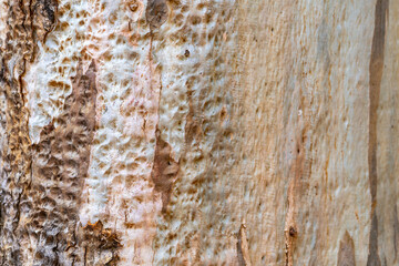 Colorful Eucalyptus bark background. Eucalyptus tree texture. 