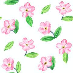 Pink forget-me-not. Pattern. Watercolor botanical illustration included in the collection of wildflowers. Isolated image on a white background. For your design.