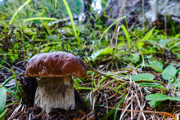 tasty king bolete mushroom in the summer