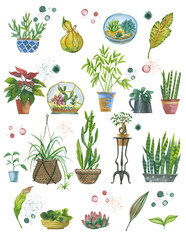 Hand drawn watercolor illustration for posters, product design or post cards. Fresh hand-drawing pictures of indoor plants in pots. 