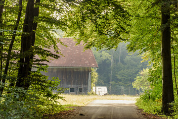 Blick aus Buchenwald entlang einer Straße auf Stadl