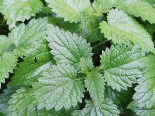 Common nettle background, Stinging Nettle Or Urtica Dioica 