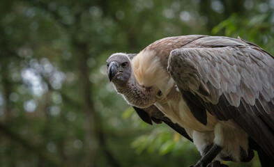 A white-backed vulture closeup in a falcrony in saarburg, copy space