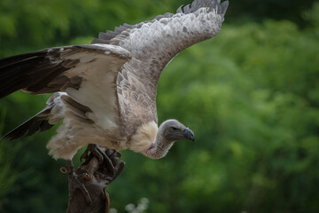 A white-backed vulture closeup in a falcrony in saarburg, copy space