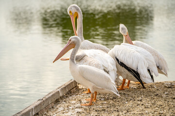 A group of white American pelicans on a pier in Fremont Central Park. 