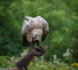 A white-backed vulture closeup in a falcrony in saarburg, copy space