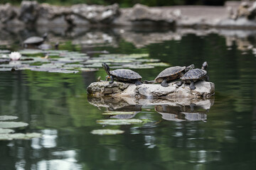 Turtles on a rock in a pond. Summer Park. Reptiles in the water