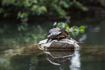 Cute turtles in the park in summer. Crimea in summer. Reptiles in the pond.