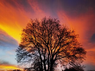 sunset in the forest