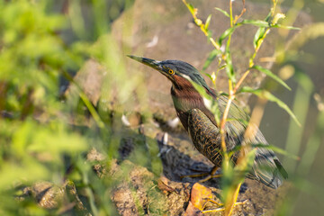 Green heron (Butorides striatus) stands on the shore of the lake.