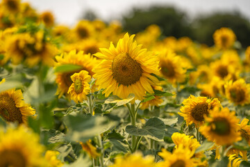 Beautiful blooming sunflowers field. Agricultural field. 