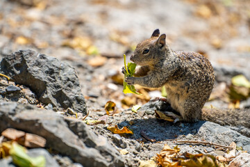 Naklejka na ściany i meble California ground squirrel (Spermophilus beecheyi) holding a leaf in its paws. 