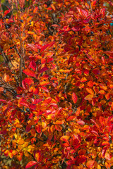 Blackberry branches with bright red and yellow leaves on a sunny autumn day, vertical photo