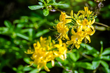 yellow rhododendron blooms in the Botanical garden