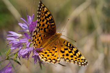 butterfly on flower