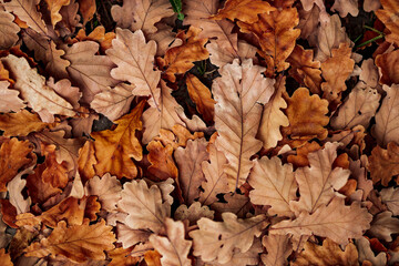 Autumn. Fallen oak leaves lie on the ground. Leaves carpet.