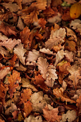 Autumn. Fallen oak leaves lie on the ground. Leaves carpet.